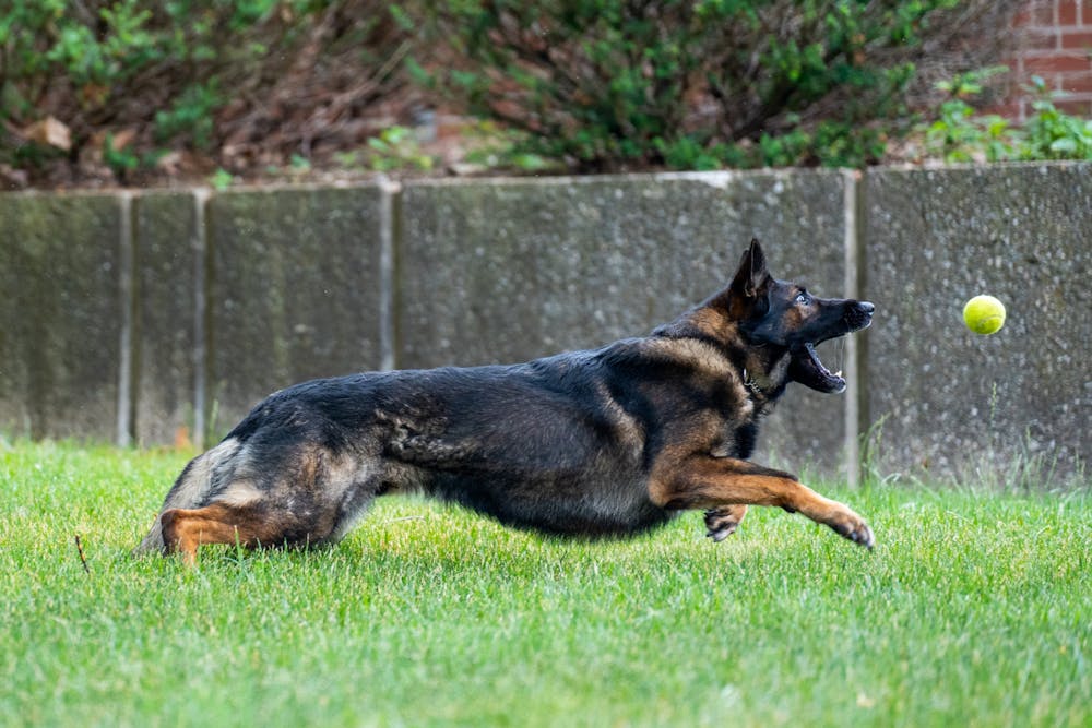 <p>K-9 Jarvis chases a ball during MSUPD K-9 Unit&#x27;s training day on July 8, 2022.</p>