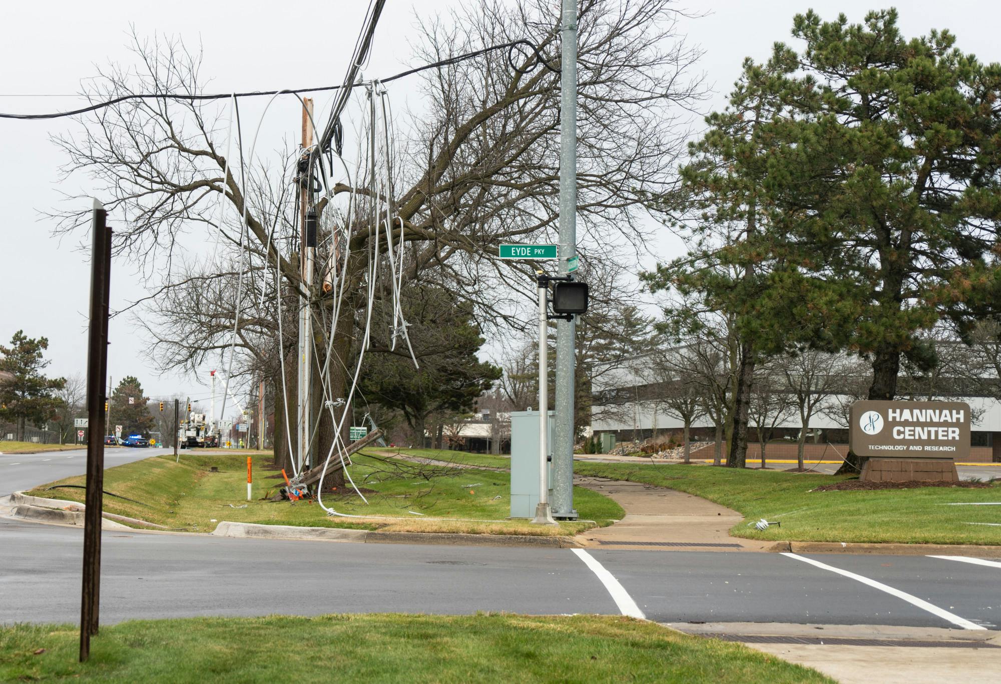 cat-powerlines-6