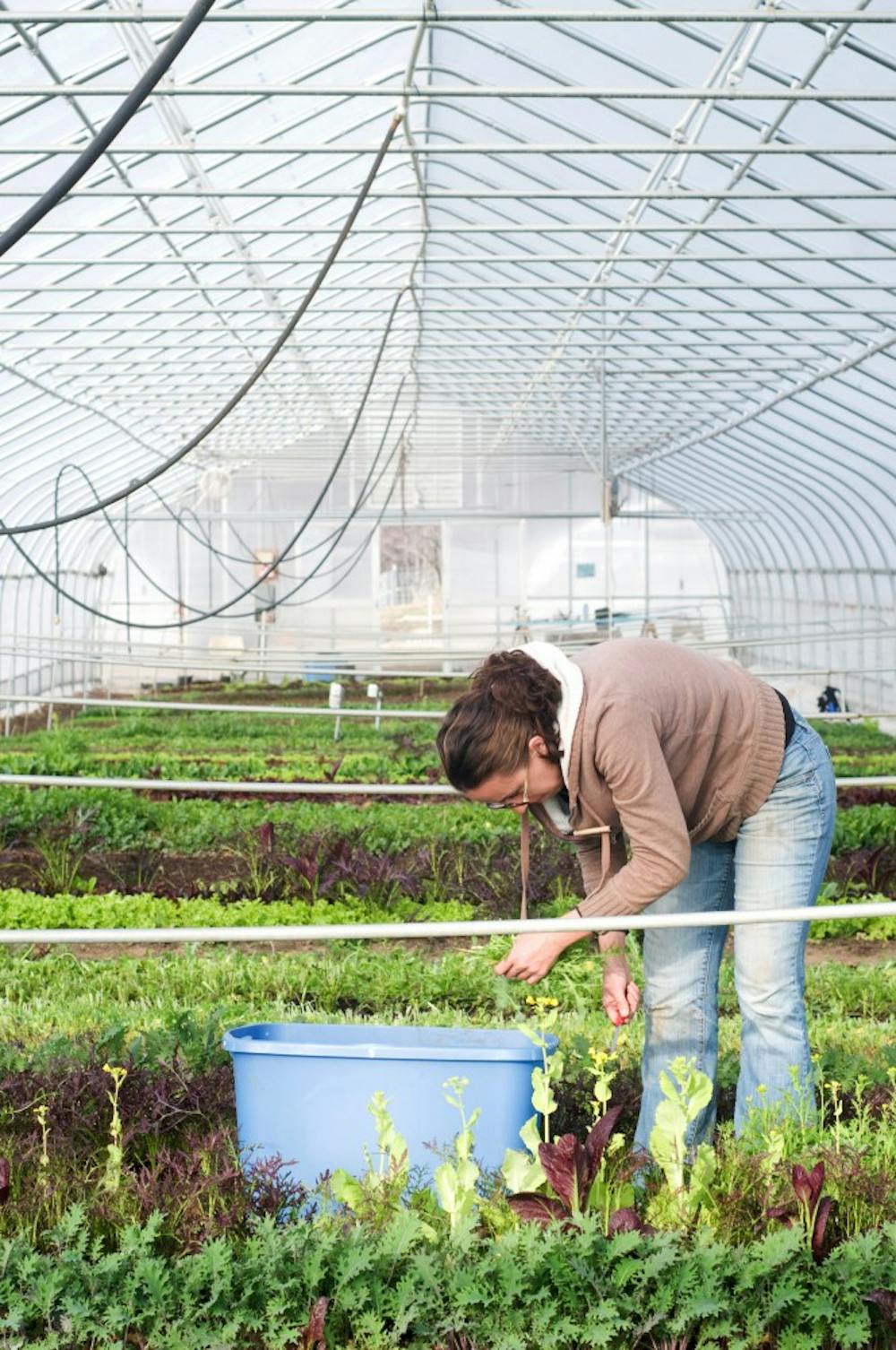 	<p>Jamie Carnevale, as part of the Organic Farmer Training Program, harvests plants in one of the greenhouse at the <span class="caps">MSU</span> Student Organic Farm on Thursday morning. When the weather is warm enough, the plants from the greenhouse will be transferred outdoors to be planted. </p>