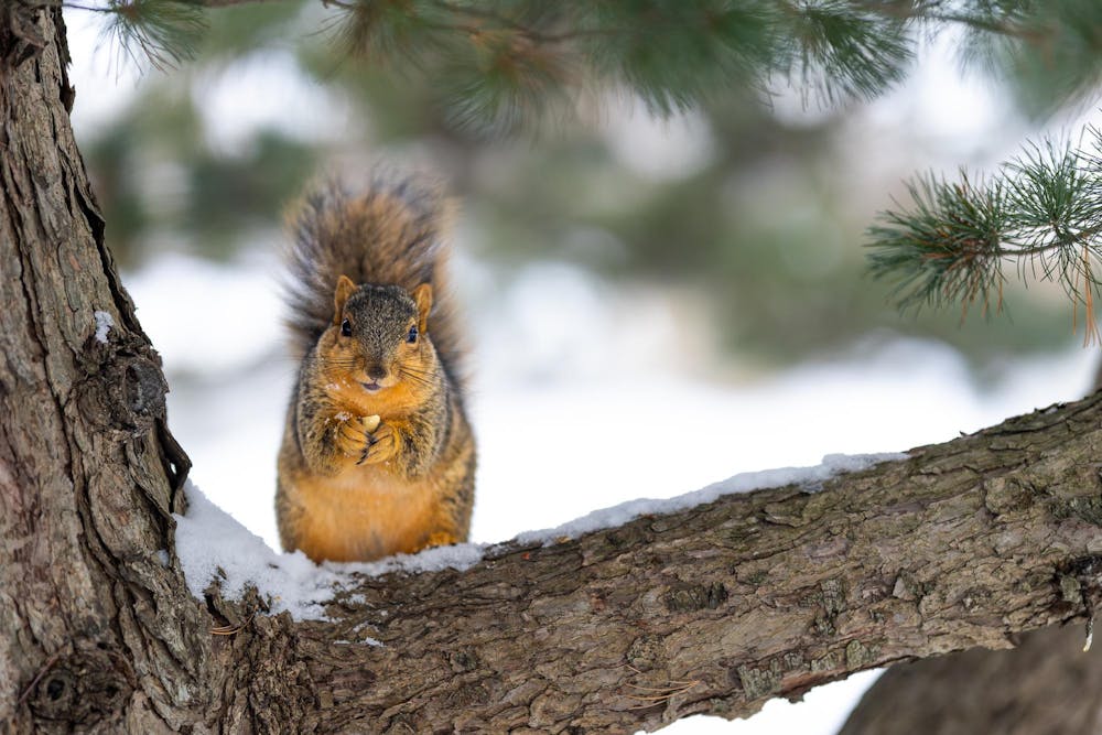 A fox squirrel eats a peanut on a branch outside the Main Library in East Lansing, Michigan, on Saturday, Feb. 7, 2026. 