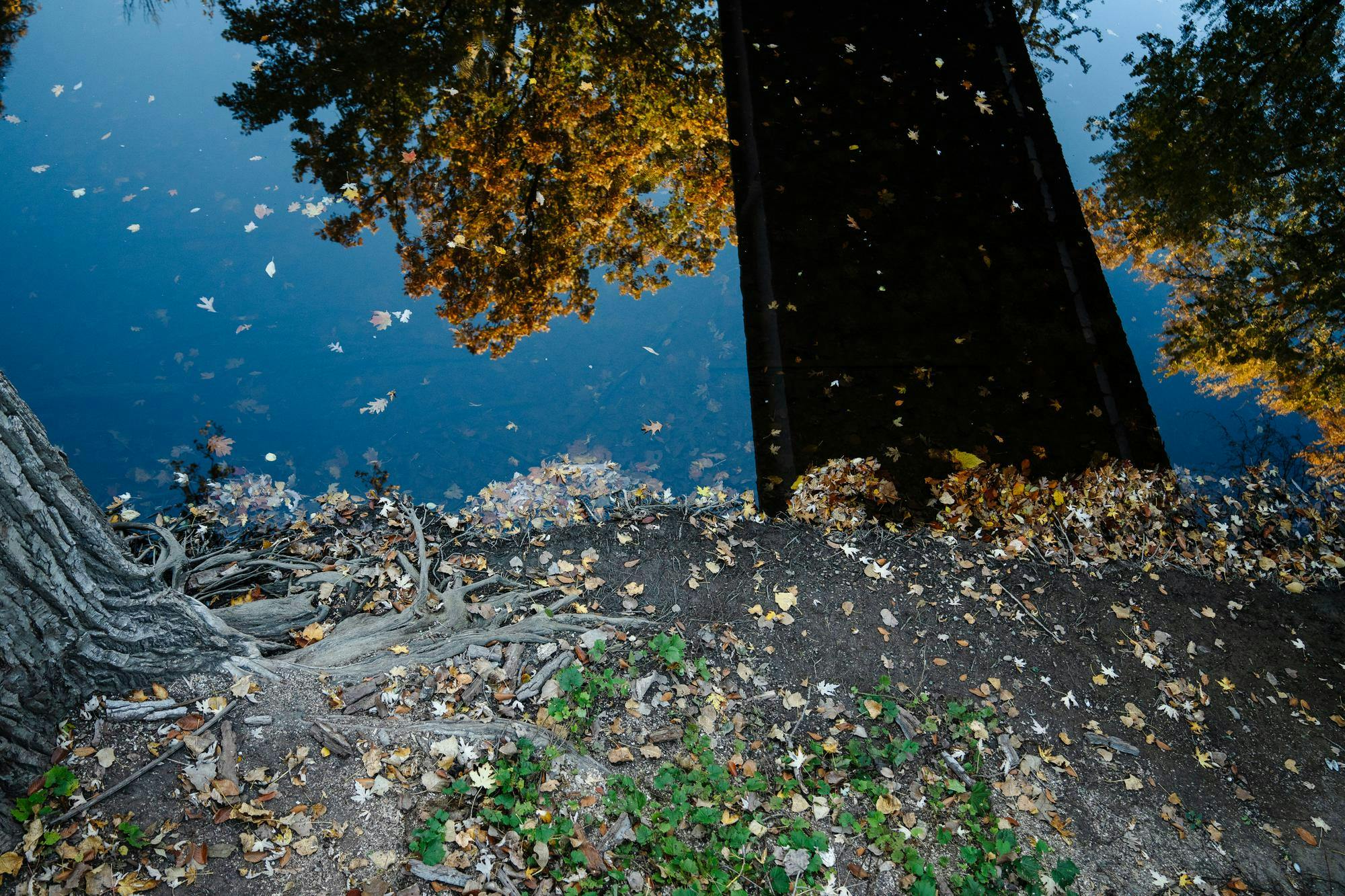 The banks of the Red Cedar river by the Kellogg center on Oct. 24, 2024. 