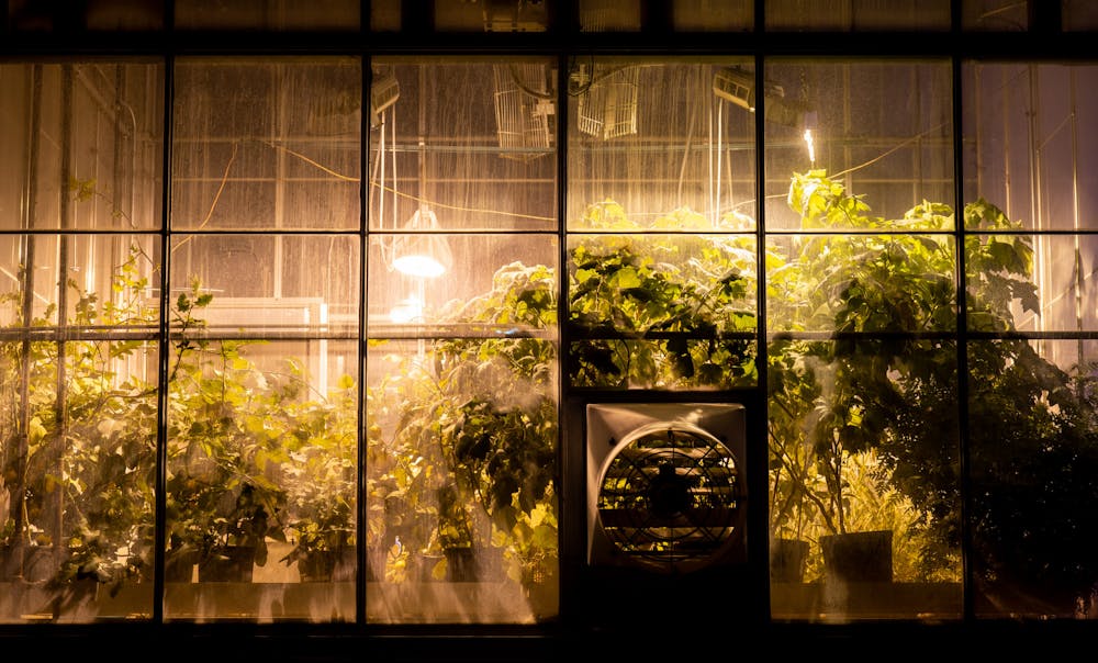 Plants inside one of MSU's Plant Science Greenhouses at night on Nov. 4, 2022. 
