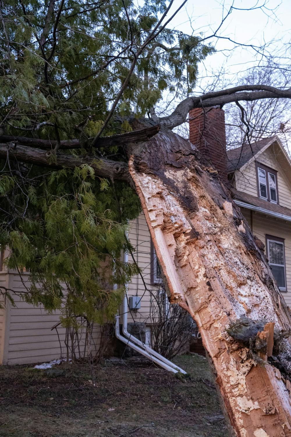 <p>Another view of the fallen tree at 308 Center St-which fell during the storms that swept East Lansing on April 5, 2023.</p>