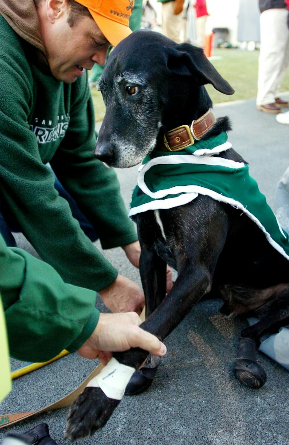 The Foleys and Zeke arrive at MSU about four hours before every home game. Shortly after they begin going around to tailgates, Zeke has to have black rubber boots placed over his paws. The boots protect Zeke?s paws from anything that might be on the ground such as broken glass or bottle caps. When Zeke is at Spartan Stadium, the boots are removed. Buck Bucceri, left, Quincy resident and owner of Bucceri Kennels, on Saturday afternoon helps owner Jim Foley take off the boots and tape. Jeana-Dee Allen/The State News  