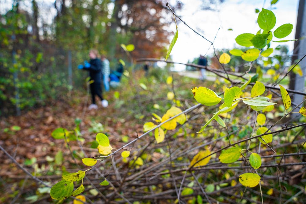 A pile of recently severed invasive plants lying just outside of the Baker Woodlot fence at Michigan State University (MSU) on Nov. 9, 2024.