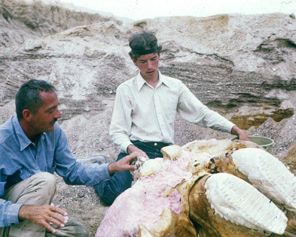 Then-MSU professor Alan Holman, left puts a protective plaster jacket on a mammoth skull with then-MSU student Meland Clark in this photo dated August 1971 in Trego County, Kan. Courtesy Photo