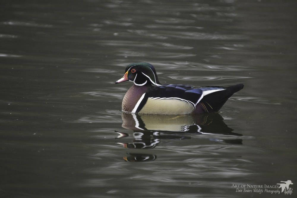 A wood duck at the Maple River State Game Area. Photo courtesy of David Bowers.