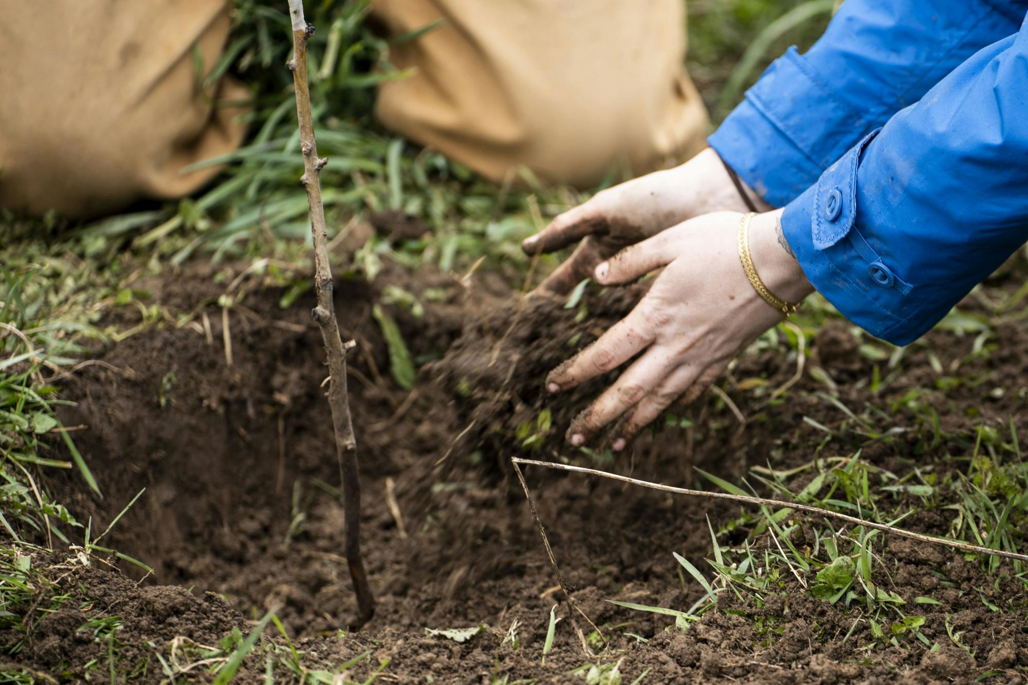 Rachel Avvott, an employee of Brine's Farm, and Lenz Blix, a crew leader at the Student Organic Farm, planted a grafted pear tree at the Earth Day Event put on by the MSU RISE Program and the MSU Student Organic Farm at the MSU Student Organic Farm on April 22, 2022.