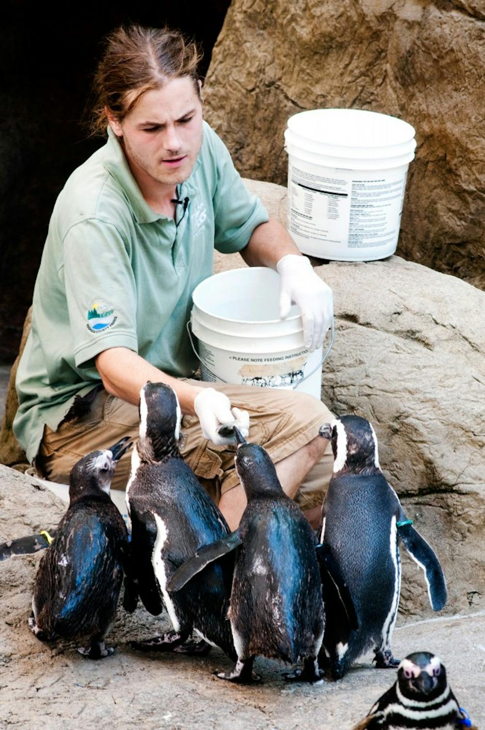 	<p>Zoo keeper Jake Brodie feeds a group of hungry penguins a lunch of herring and trout Sunday afternoon at the Potter Park Zoo. Brodie first fell in love with penguins when he volunteered to scuba dive into the penguin tanks at the John Ball Zoo in Grand Rapids.</p>
