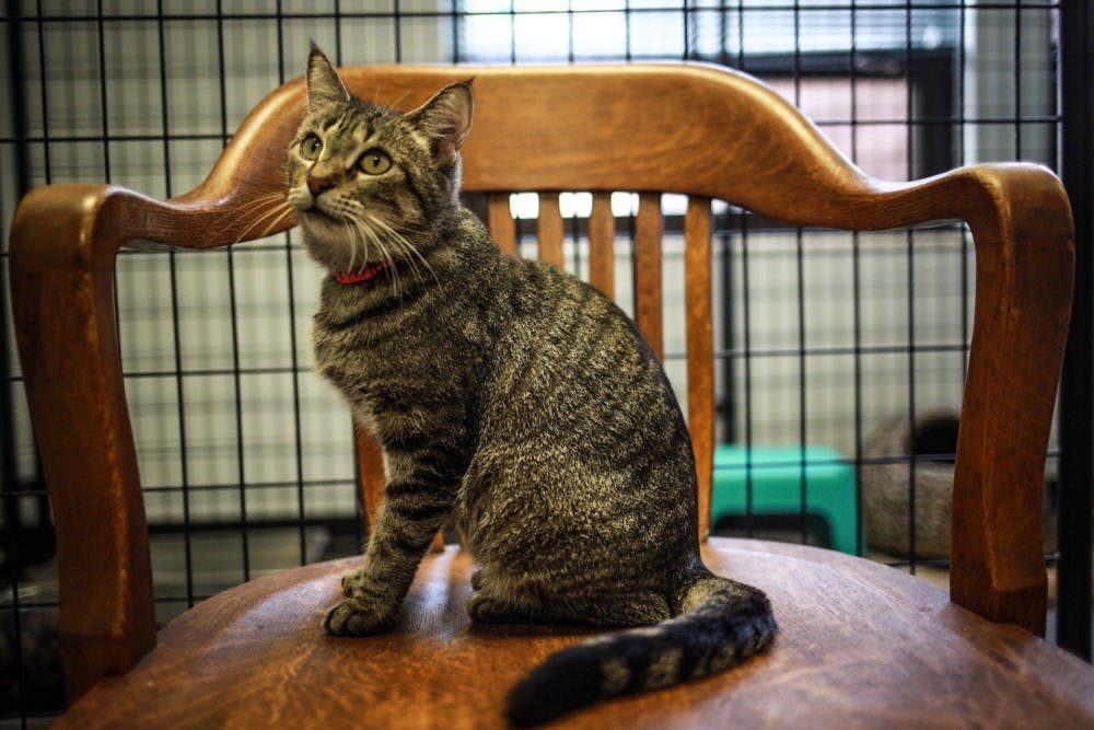 The Ingham County Animal Control Shelter The State News