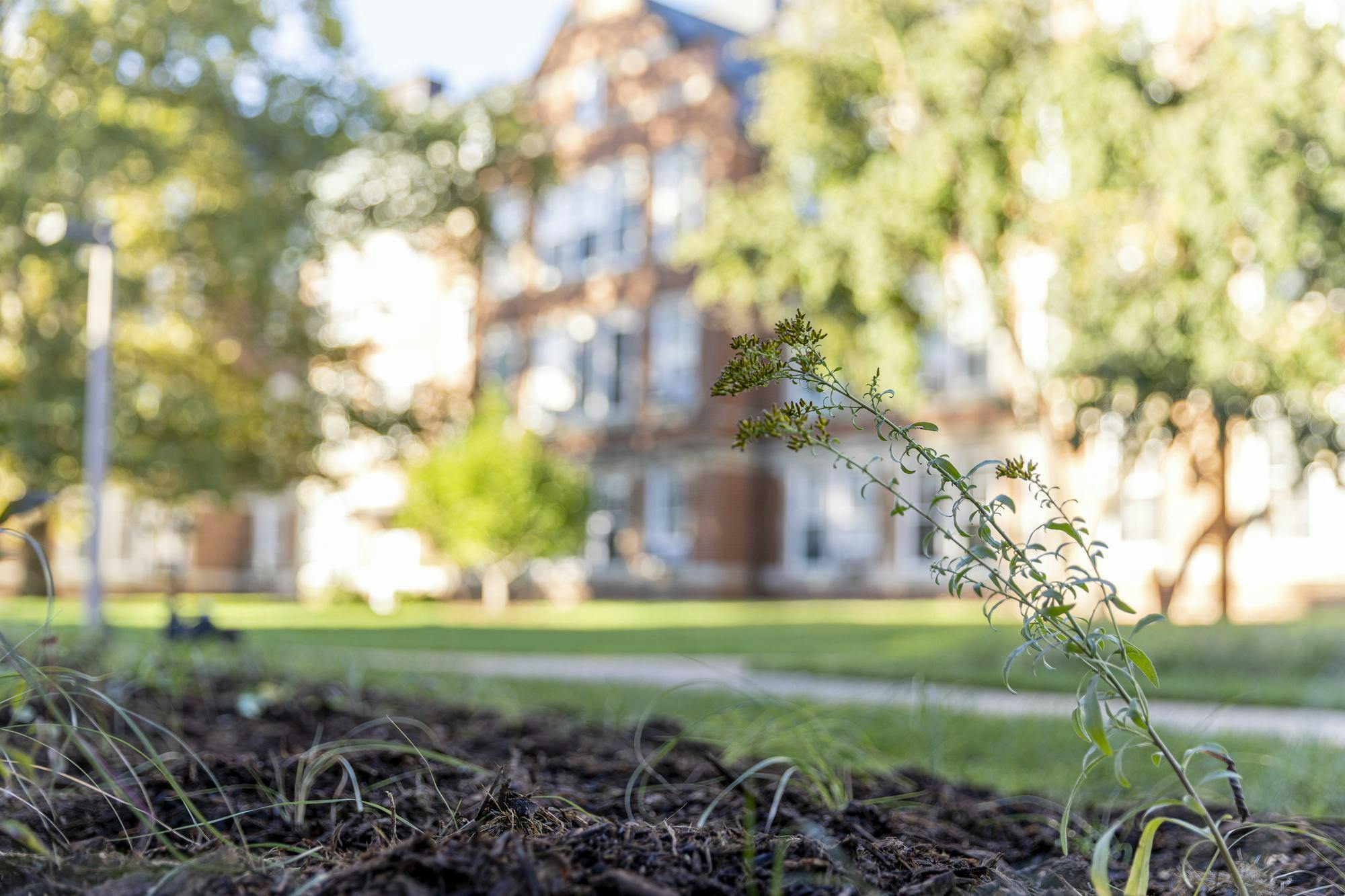 <p>A pollinator garden is freshly planted outside of the psychology building and Giltner Hall in East Lansing, Mich., on Sunday, Oct. 4, 2026.</p>