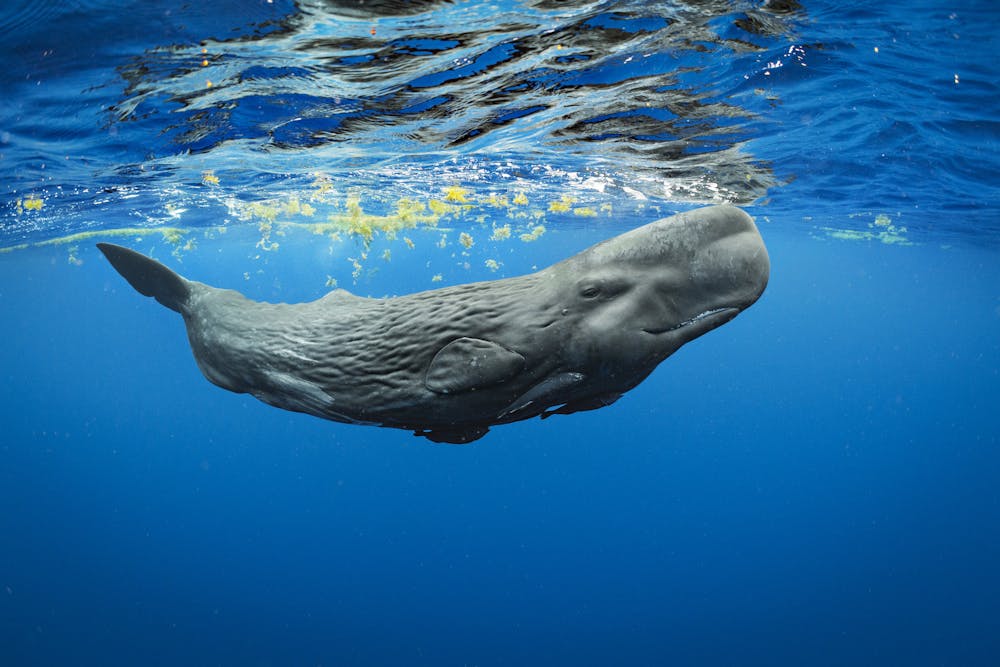 A young sperm whale calf from the Family Unit F and U underwater in the waters off Dominica on the Eastern Caribbean. These family units (F & U) merged with two years ago when a young calf named Digit became entangled in fishing gear and could no longer dive for food. Within this unit is a female (approximately 18 years old) named Canopener that had a calf in 2017 named Corkscrew. These two whales are often seen with Digit now. This new calf, as of yet unnamed, is also with this Unit and was photographed nursing from Canopener, though it is unclear if she is the mother. In these Family Units, calves often nurse from females other than their moms, especially if the mother is older. These whales were socializing and sleeping at various times throughout this day.A scientist has been studying these sperm whales for 15 years and has named the Family Units and given names to many of the individuals whales. He has revealed that they all belong to a 'clan' based on their dialect and do not intermingle with other sperm whales that are sometimes seen in this region. Dialect, or language it seems, is a specific cultural element of sperm whale societies. Within Family Units, culture also exists in regards to parenting techniques, babysitting, etc. 