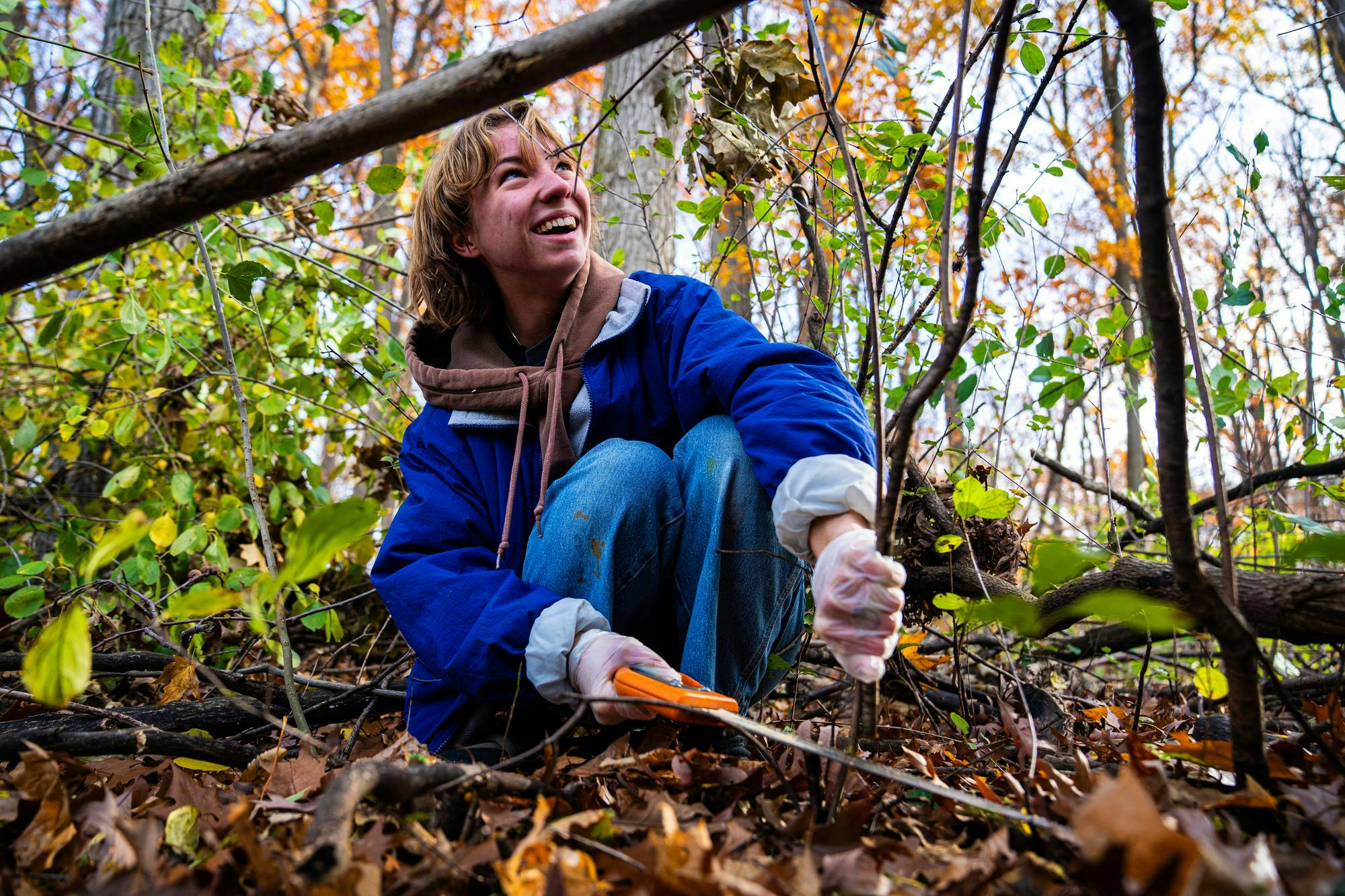 A student uses a saw to cut out an invasive plant from the ground at the Baker Woodlot on Nov. 9, 2024.