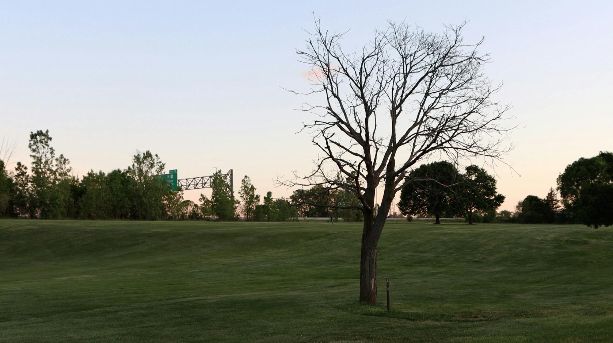 <p>A dead tree sits alone on a golfcourse.</p>