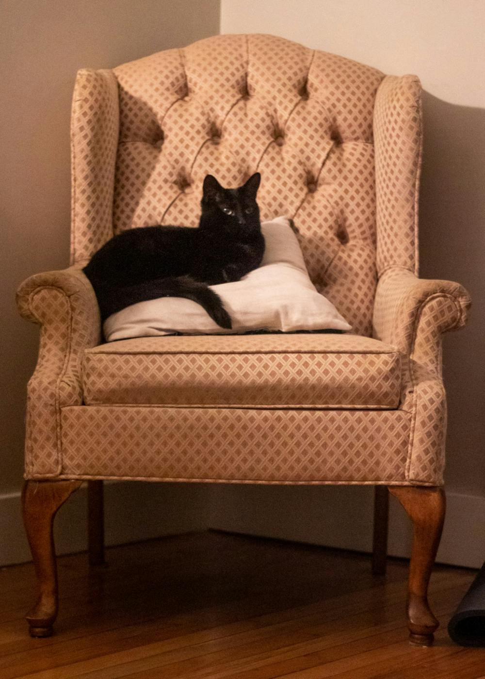 My friend Arlene's cat, Willow, sits in a chair.