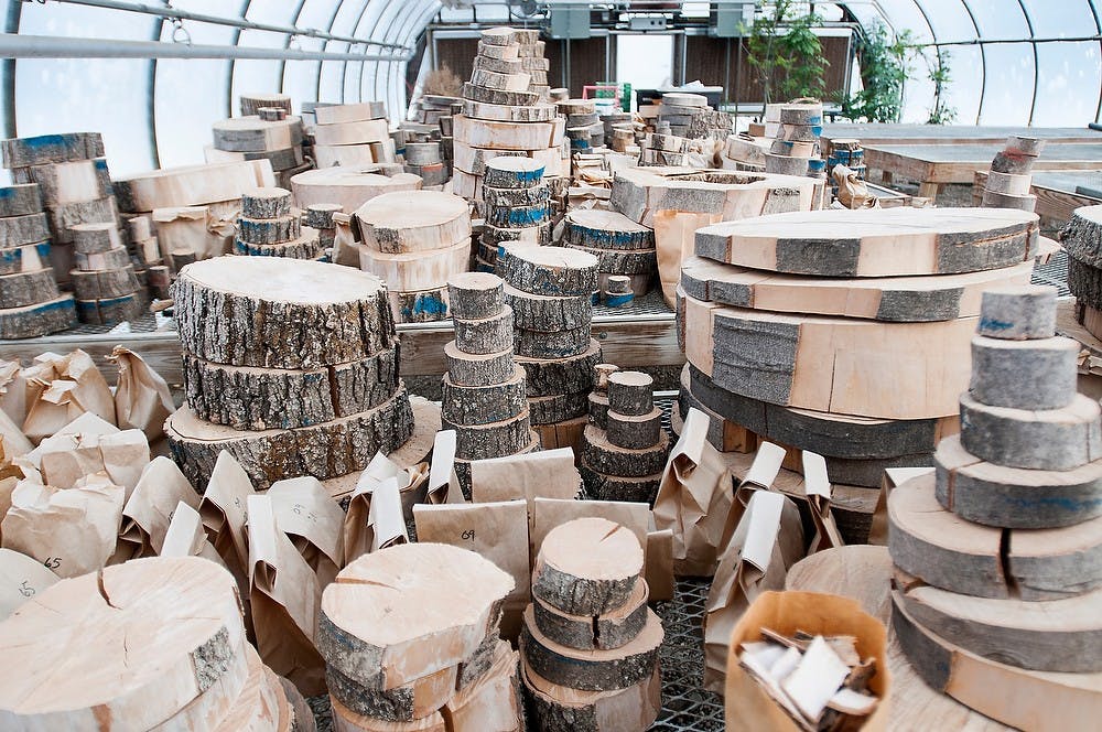 	<p>Tree disks sit on tables in a greenhouse Jan. 23, 2013, at the Tree Research Center. The disks, called &#8220;cookies&#8221; by some of the researchers, will help with biometrical research. Julia Nagy/The State News</p>