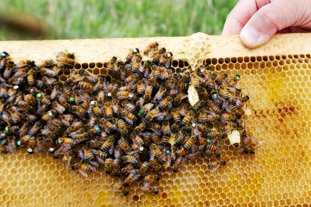 	<p>Associate professor of entomology Zachary Huang points out an emergency cell the bees created after their queen bee was killed Aug. 30 at the <span class="caps">MSU</span> Inland Lakes Water Research lot. </p>