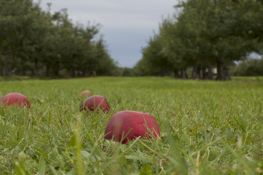 <p>Apples resting on the ground at Uncle John&#x27;s Cider Mill.</p>