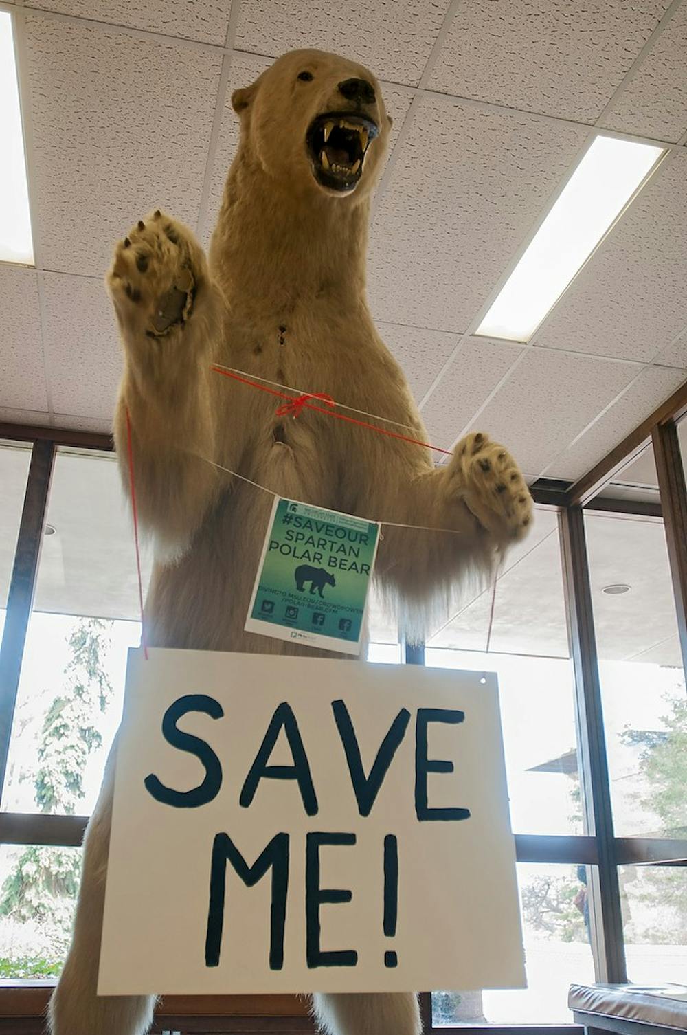<p>The polar bear mascot stands April 14, 2015, in the Natural Resources building. The bear has been a part of the building since 1966 and needs $6000 of repairs and restoration. Kelsey Feldpausch/The State News</p>