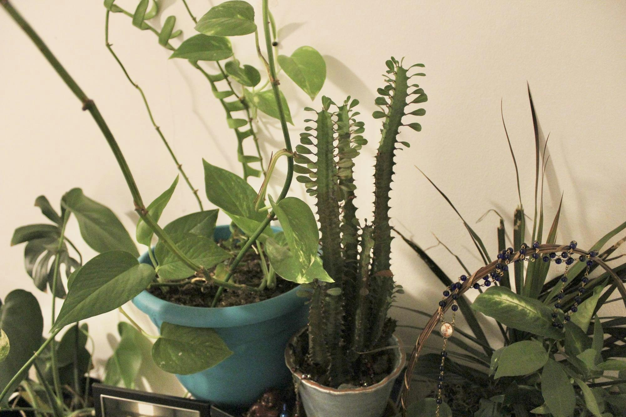 Crop and soil sciences senior Mia Hahn keeps an assortment of houseplants from snake plants to pothos next to her window.