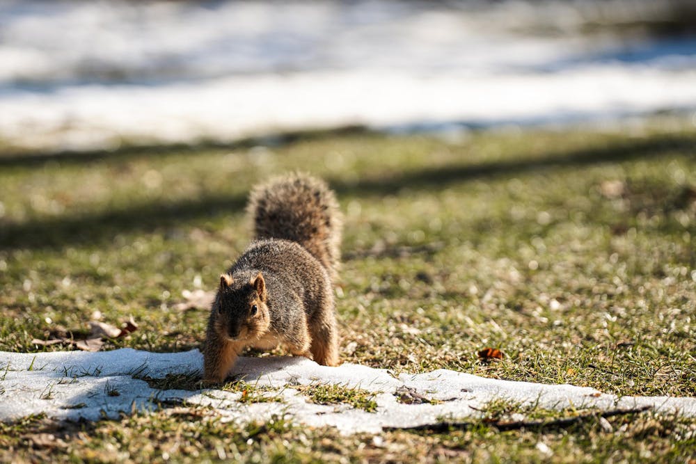 <p>A squirrel walks through melting snow on MSU campus on Feb. 16, 2026 in East Lansing, Michigan</p>
