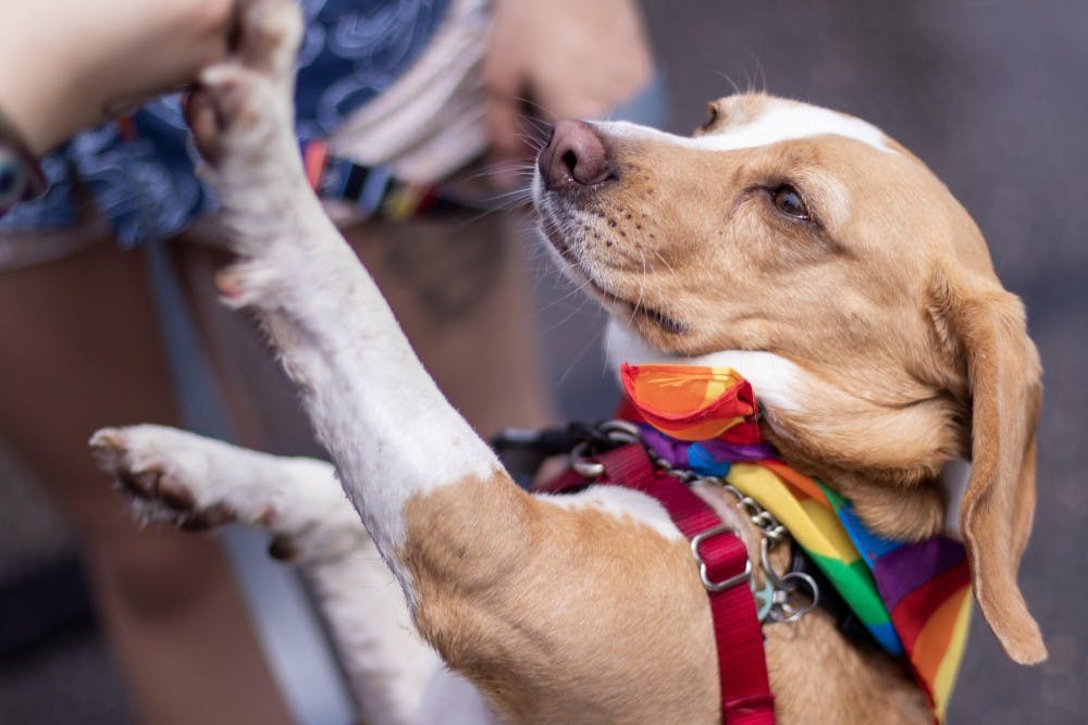 Lansing resident Abbey Kesti's dog Athena stands for a treat during Michigan Pride in Lansing on June 16, 2018. 