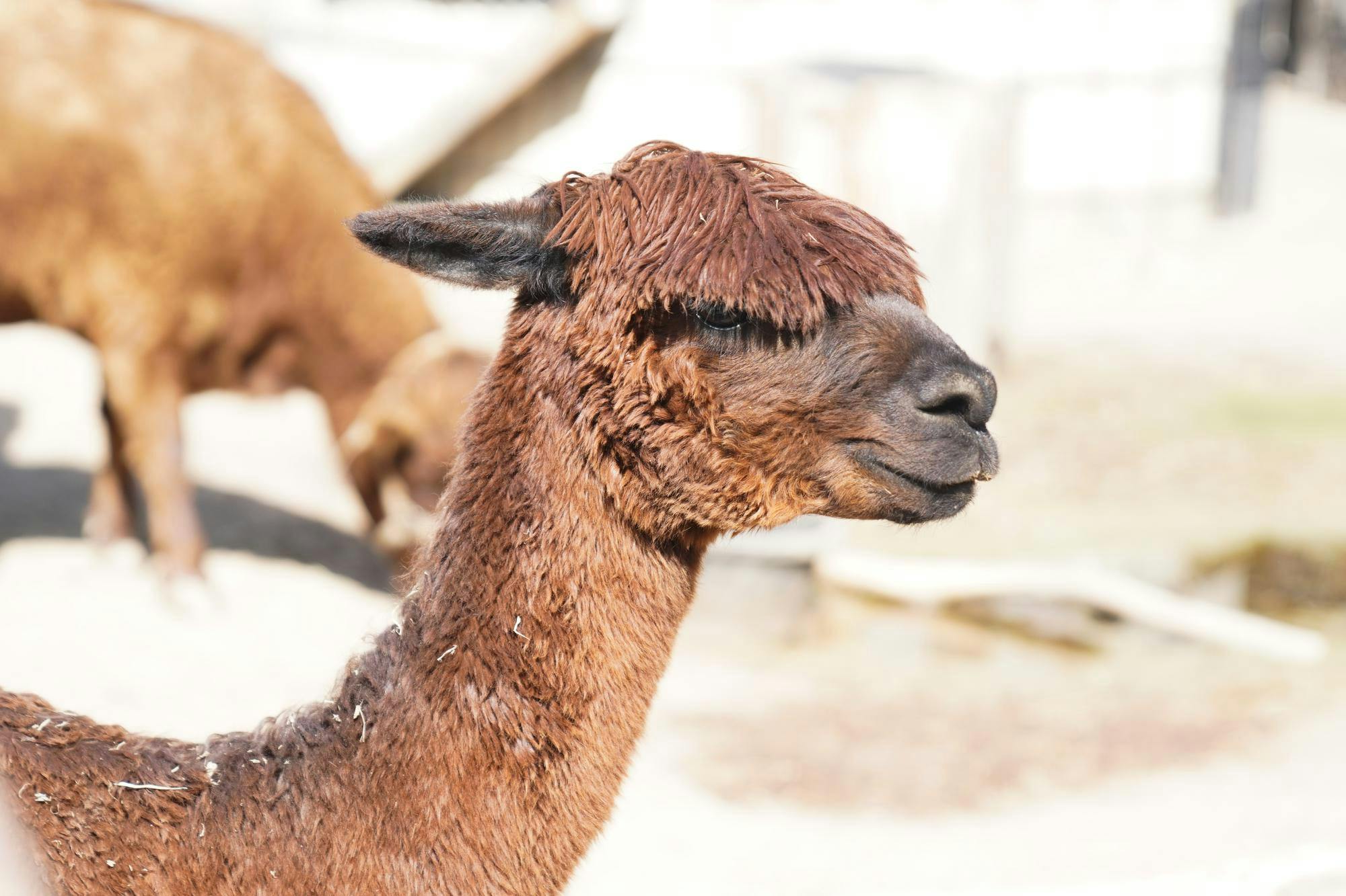 Alpacas at Potter Park Zoo in Lansing on Oct. 1, 2023.