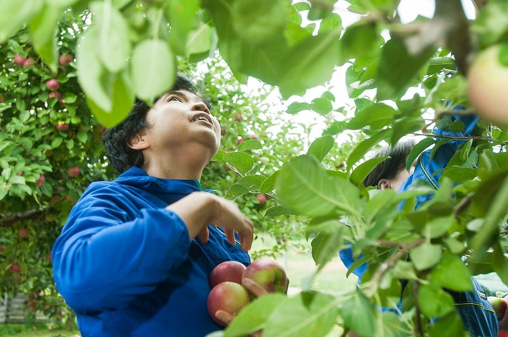 	<p>East Lansing resident Sri Simmons picks apples with the Greater Lansing Food Bank, Sept. 19, 2013, at the apple orchard owned by the Department of Plant Pathology across from the Horticulture Teaching and Research Center, 3291 College, in Holt, Mich. The food bank volunteers, part of the &#8220;gleaners&#8221; group, filled up crates of apples to deliver to those in need. Danyelle Morrow/The State News</p>