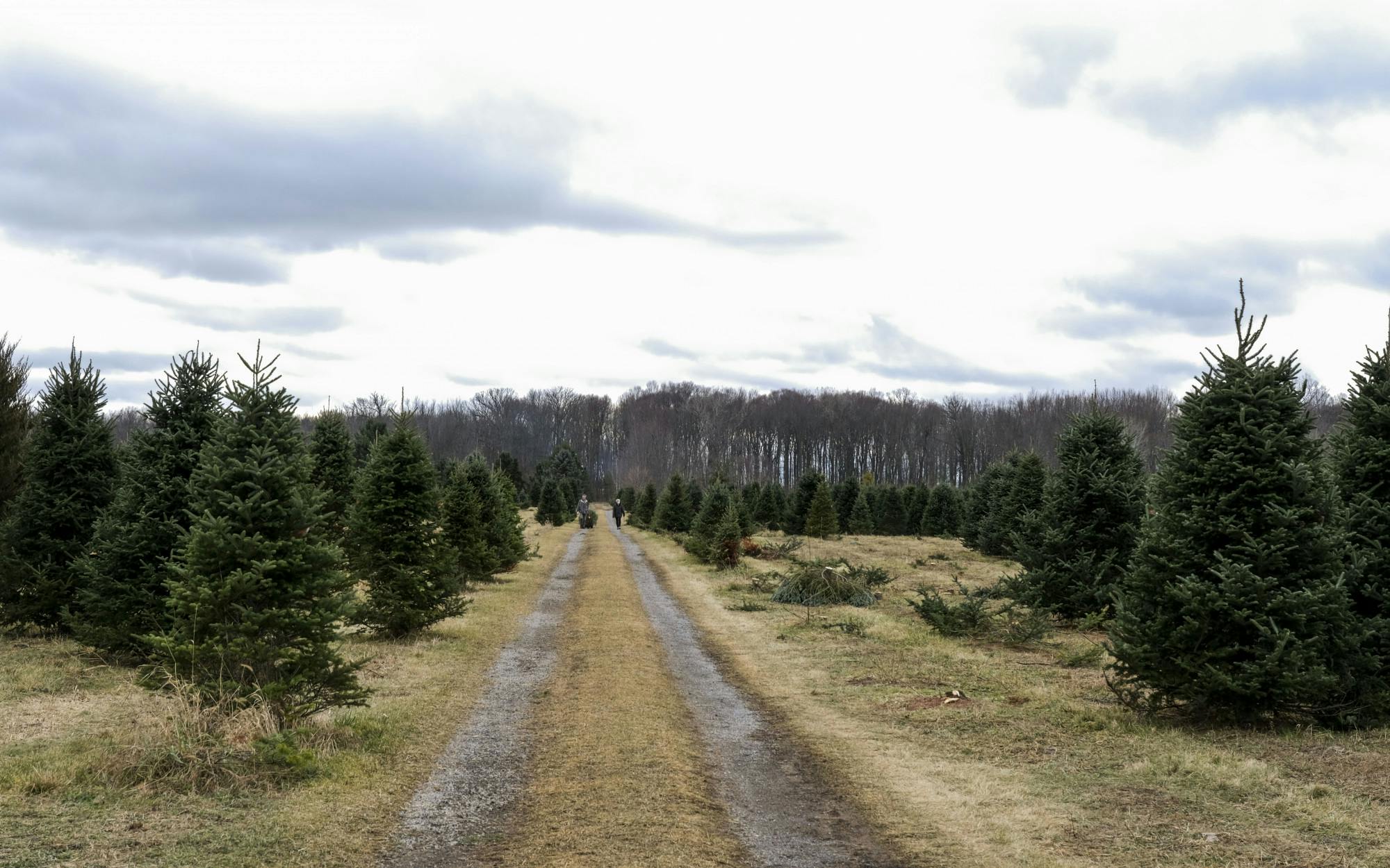 <p>Tannenbaum Christmas Tree Farm on December 13, 2020.</p>