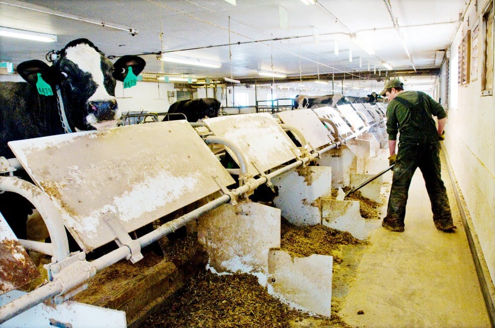 Animal science senior Nate Lippert shovels feed toward dairy cows Sunday at the Dairy Cattle Teaching and Research Center, 4075 College Road.  Lippert and other students work at the Center, which has a herd consisting of more than 150 Holstein cows used for research and educational purposes.  Katy Joe DeSantis/The State News 