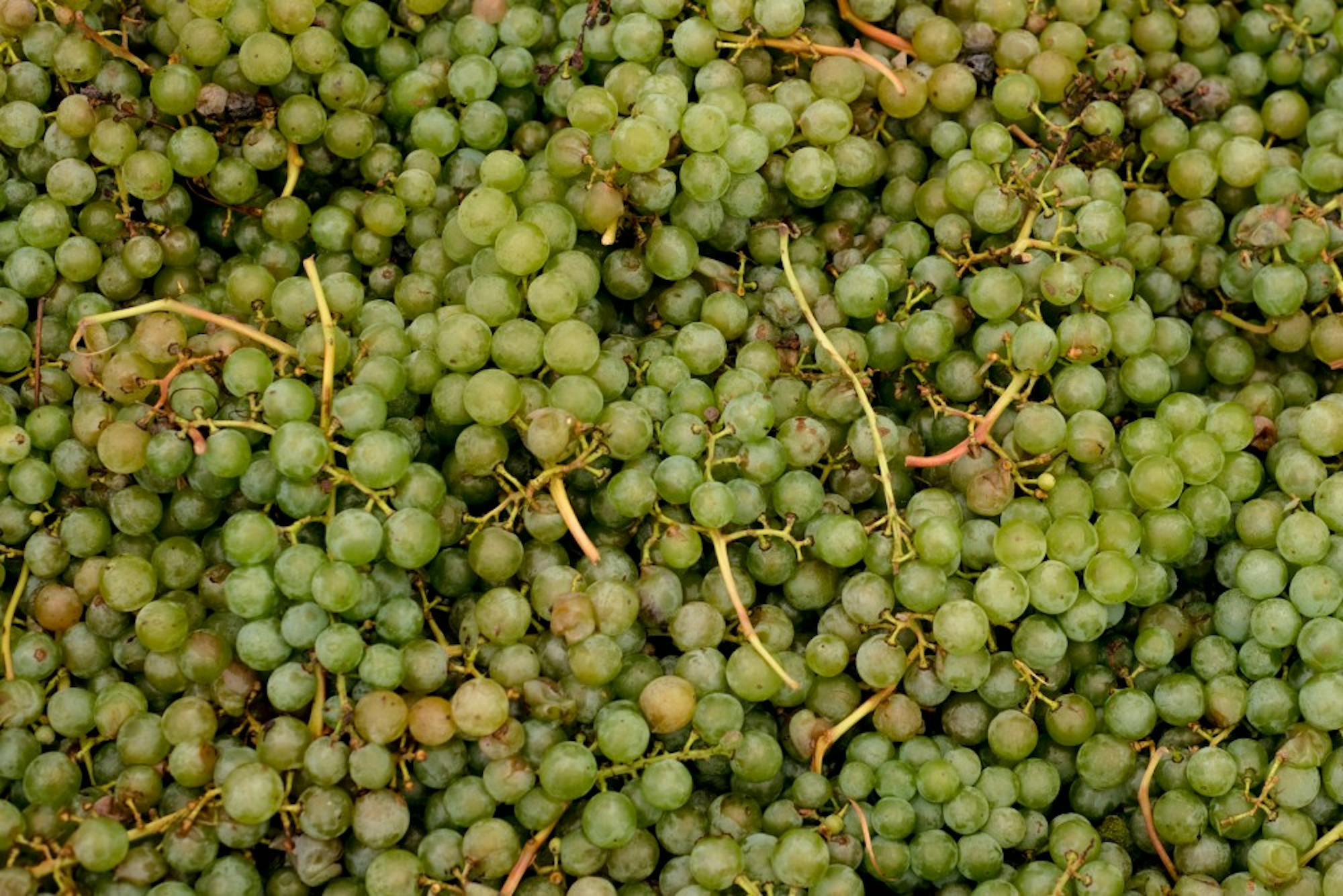 'Exploring Wines and Vines': MSU Horticulture class allows students to experience a world of wine tasting - Vimarsana News