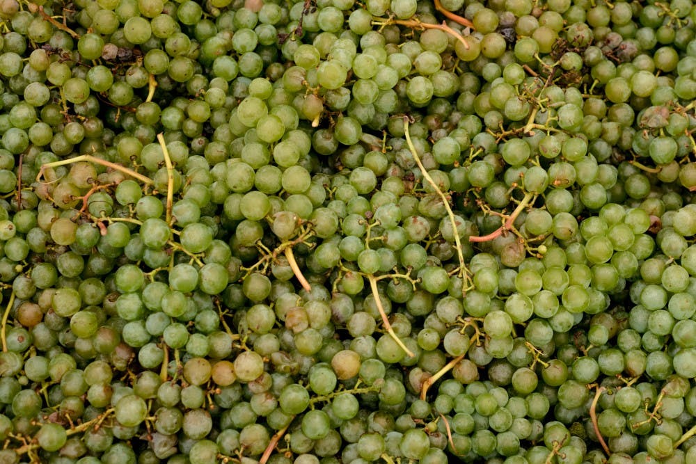 Grapes picked from an MSU vineyard sit before getting crushed for wine on Sept. 15, 2016 at 3900 Collins Road in Lansing. 