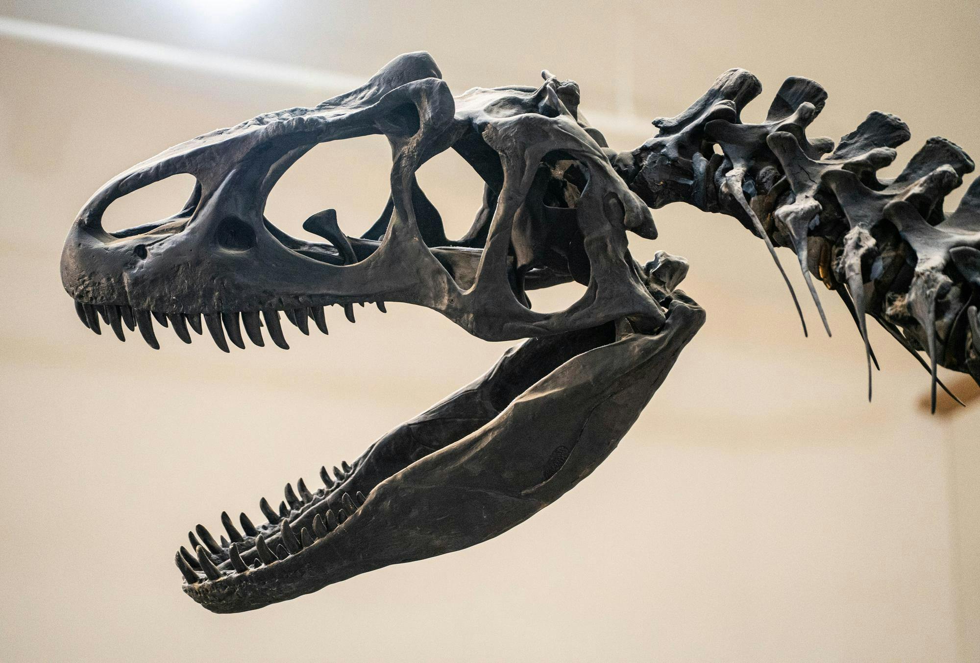 251125-msumuseum-sr-5170