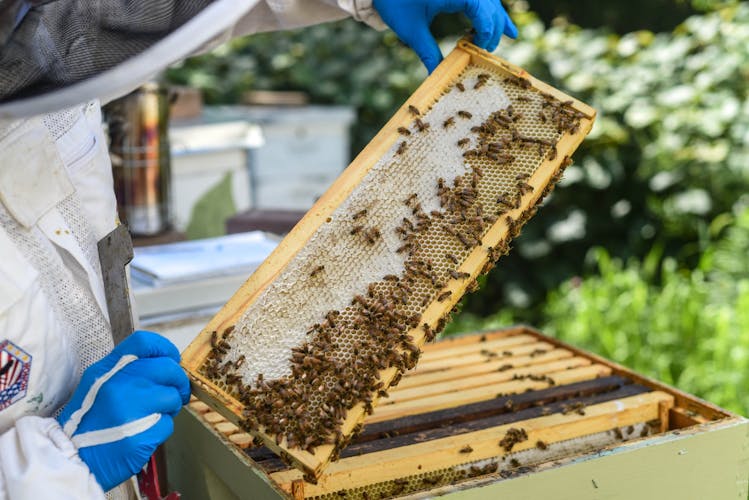 From the military to beekeeping: A look into a veteran's unique ...