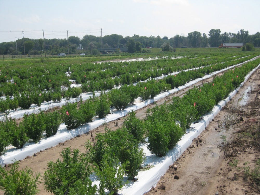 <p>Field of stevia plants. Photo courtesy of Ryan Warner</p>