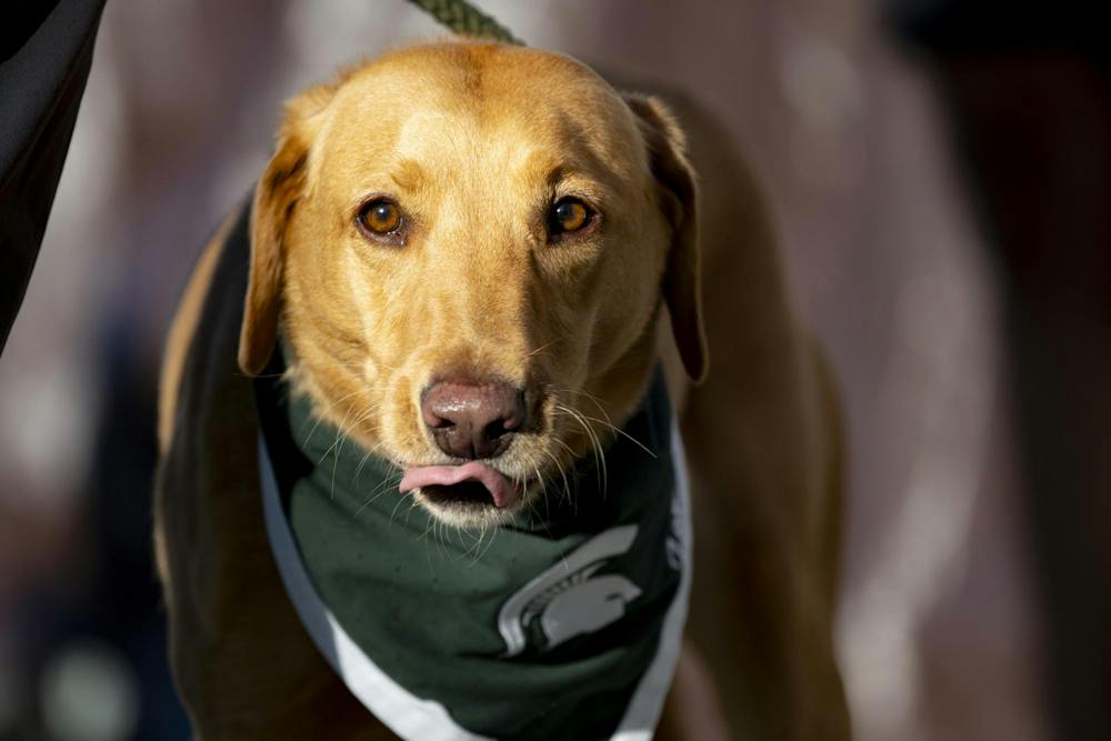 <p>Zeke, the Wonderdog, performs during Michigan State’s game against Nebraska at Spartan Stadium in East Lansing, Mich., on Saturday, Sept. 26, 2026.</p>