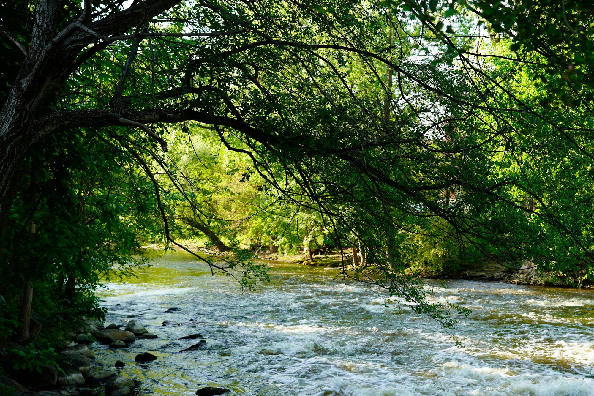 <p>The Red Cedar River at Michigan State University on May 15, 2024.</p>