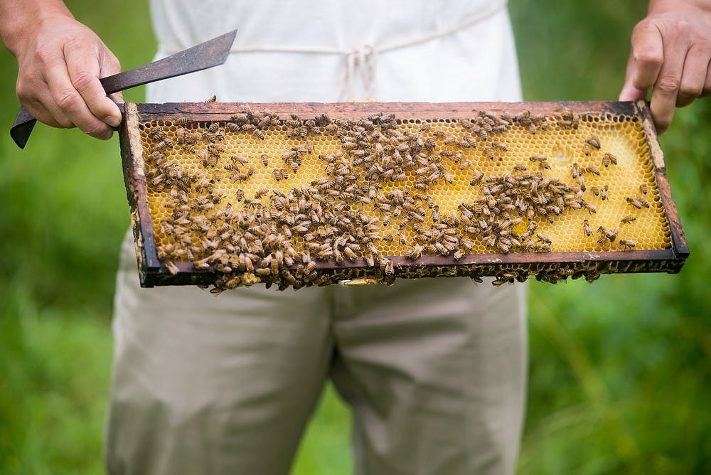 <p>Entomology associate professor Zachary Huang searches for a queen bee June 25, 2014, at the bee research center located on south campus off Jolly Road. Huang has been working with bees for 30 years. Hayden Fennoy/The State News</p>