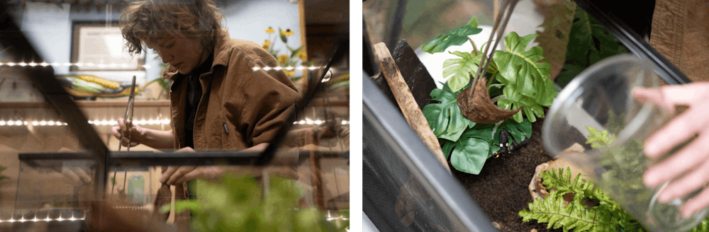 MSU Bug House caretaker and entomology junior E Inch moves the facility's two-spotted assassin bugs into a new tank at the Natural Resources Building on Feb. 3, 2025. Assassin bugs are carnivorous and can eat cockroaches twice their size, Inch said.