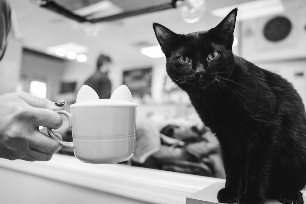 A black cat curiously inspects a coffee mug and cafe visitor at Constellation Cat Cafe on Jan. 28, 2024.