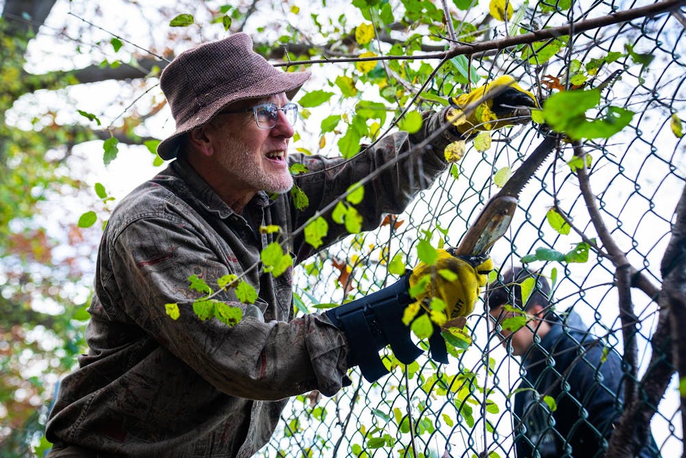 A community member saws off and untangles an invasive plant from the fence at Baker Woodlot on Nov. 9, 2024.