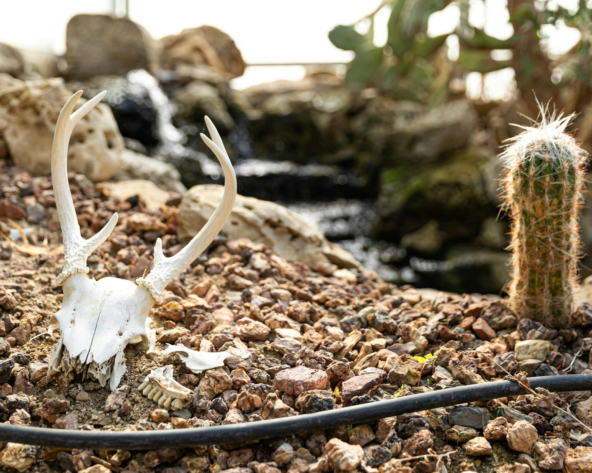 A broken skull and cactus sit inside the MSU Plant Biology Teaching Conservatory and Greenhouse in East Lansing, MI on March 12, 2026.