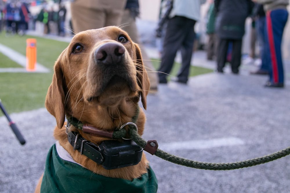 <p>Zeke stares towards the crowd during the game against Illinois Nov. 9, 2019 at Spartan Stadium.</p>