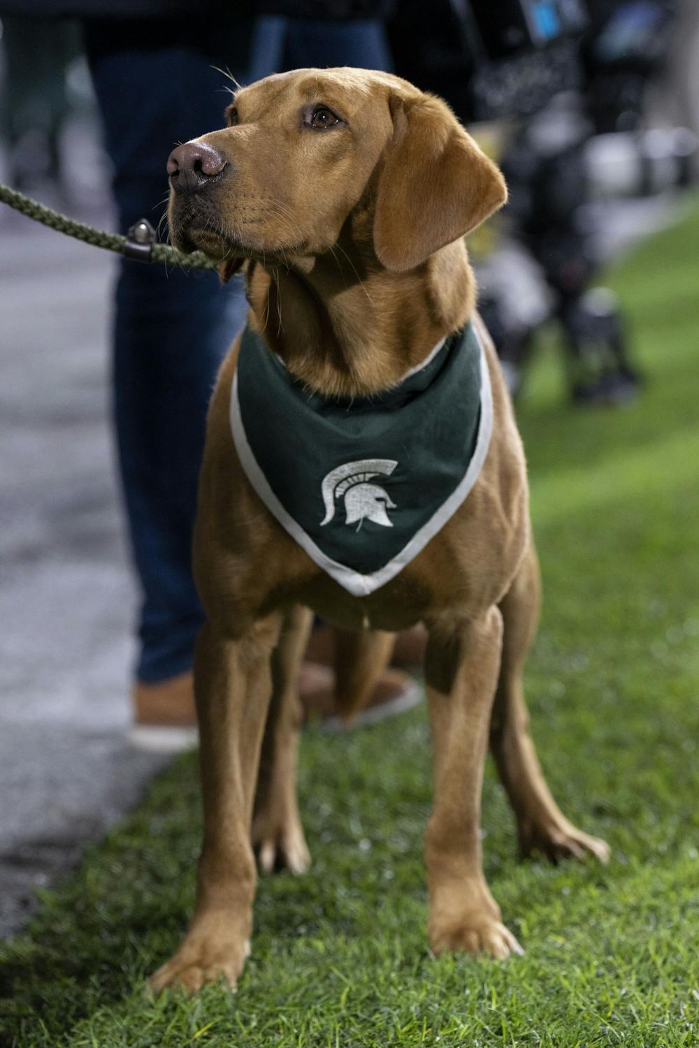 Zeke the Wonderdog during the game against Wisconsin on October 15, 2022. The Spartans beat the Badgers 34 to 28.