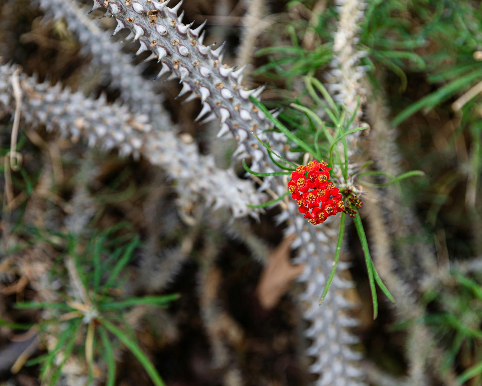 20260312-greenhouse-conservatory-cs-4