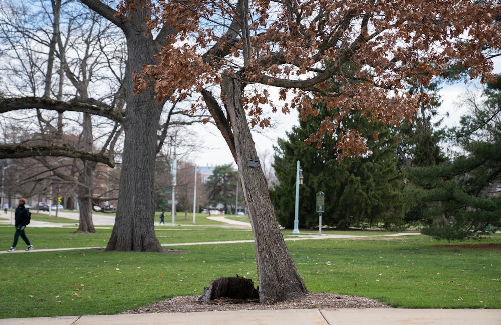The oldest tree on MSU's campus on a sunny spring day on Thursday, April 6, 2023. The tree, a white oak (quercus alba) that survived a damaging 2016 storm is estimated to be around 375-500 years old.