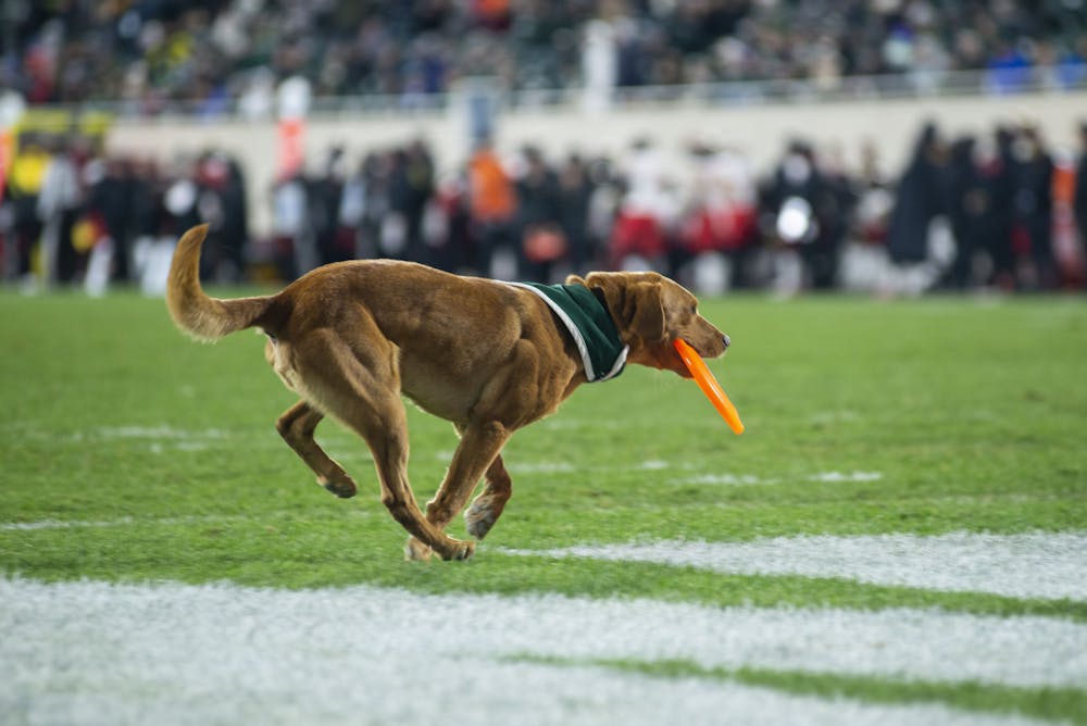 <p>Zeke the Wonderdog catches a frisbee during the game against Maryland on Nov. 13, 2021, at Spartan Stadium. The Spartans defeated Maryland 40-21.</p>