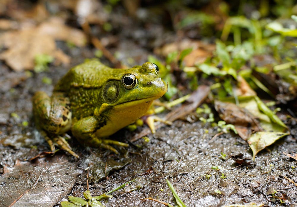 A frog sits by a pond in the Beal Botanical Garden on May 24, 2024.