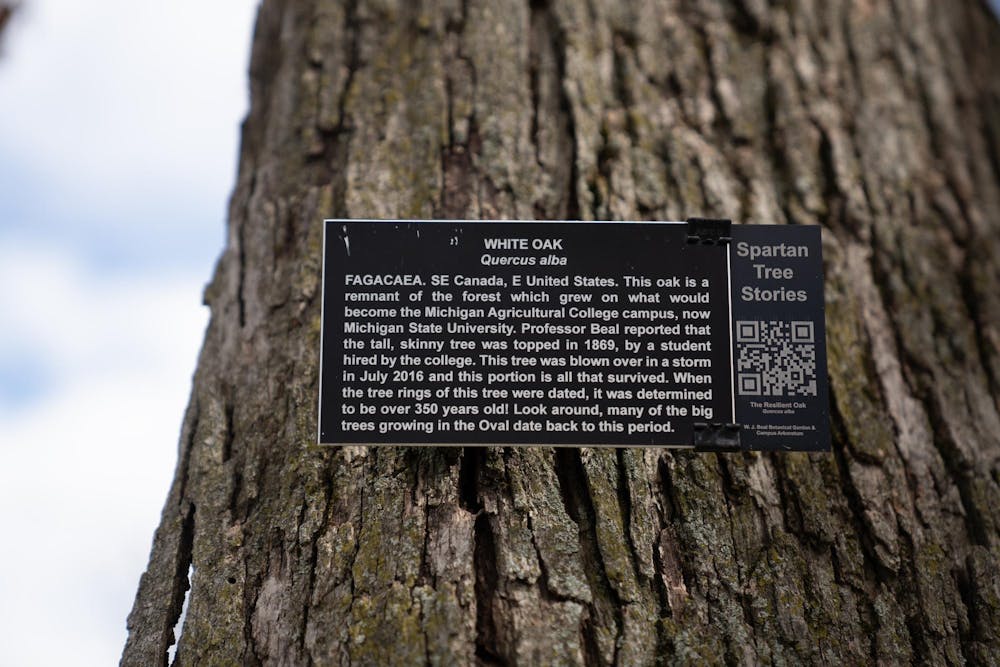 An informational plaque on the oldest tree on MSU's campus on a sunny spring day on Thursday, April 6, 2023. The tree, a white oak (quercus alba) that survived a damaging 2016 storm is estimated to be around 375-500 years old.