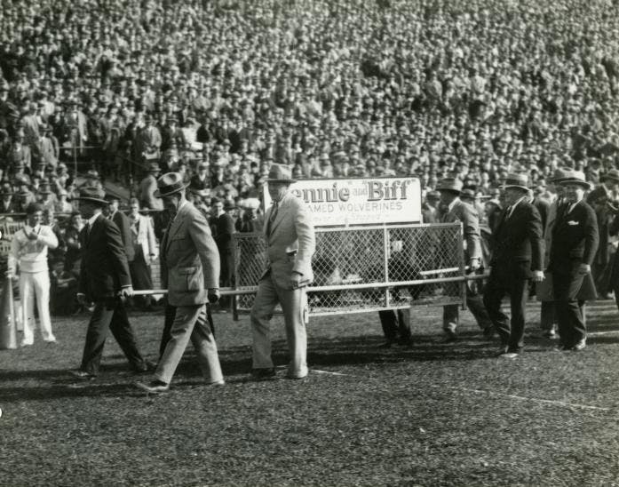 <p>Bennie and Biff served as the University of Michigan mascots for a short period of time. These live wolverines only lasted a year as mascots because of their fiesty nature.&nbsp;Photo courtesy of&nbsp;Bentley Historical Library.</p>